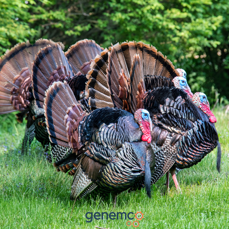 Frozen Turkeys: Preservation Techniques and Proper Thawing Tips