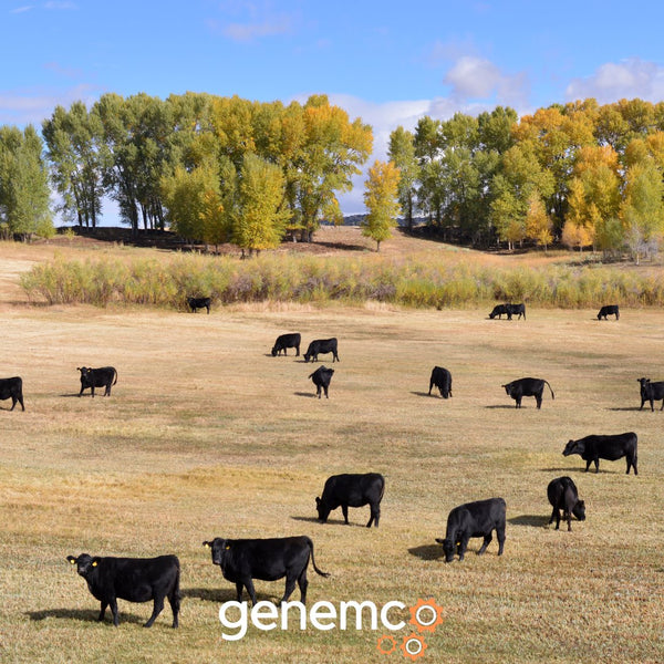 Thinking Outside the of the Herd - scientist researches enlisting cattle to create firebreaks