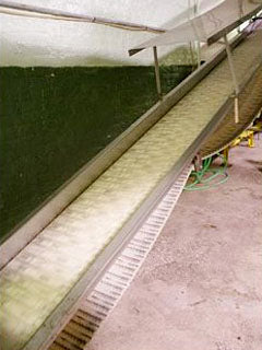 Intralox Incline Conveyor Intralox 